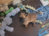 6 chiots Malinois nés en mai 2026 LOF à réserver