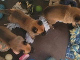 6 chiots Malinois nés en mai 2026 LOF à réserver