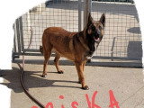 6 chiots Malinois nés en mai 2026 LOF à réserver