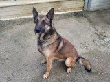 6 chiots Malinois nés en mai 2026 LOF à réserver