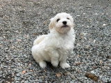 6 chiots Bichons Havanais en vente non LOF nés en mars 2026