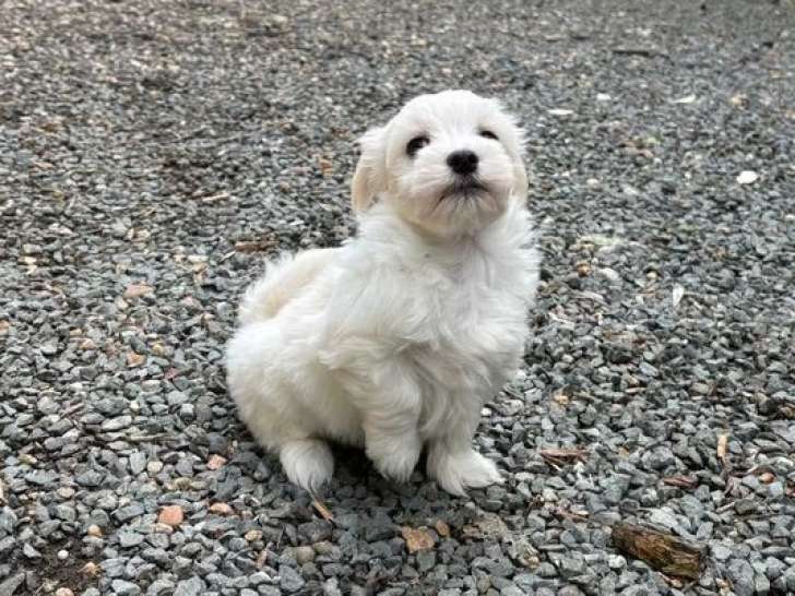 6 chiots Bichons Havanais en vente non LOF nés en mars 2026