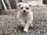 6 chiots Bichons Havanais en vente non LOF nés en mars 2026
