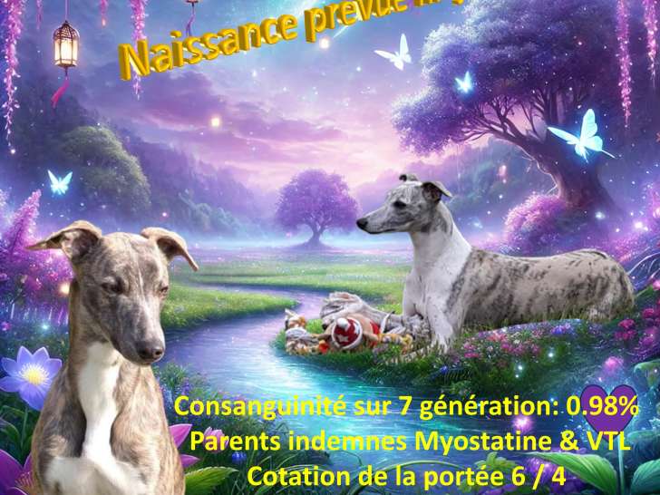 Chiots Whippet à naître en juin 2026