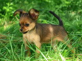 1 chiot femelle Petit Chien Russe LOF née en avril 2026 à vendre