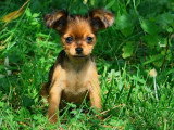 1 chiot femelle Petit Chien Russe LOF née en avril 2026 à vendre