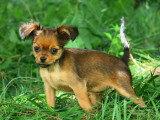 1 chiot femelle Petit Chien Russe LOF née en avril 2026 à vendre