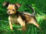 1 chiot femelle Petit Chien Russe LOF née en avril 2026 à vendre