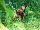 1 chiot femelle Petit Chien Russe LOF née en avril 2026 à vendre