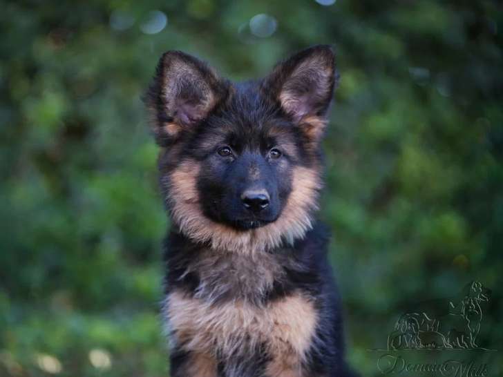 2 chiots Berger Allemand poil long LOF de mars 2026 en vente