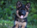 2 chiots Berger Allemand poil long LOF de mars 2026 en vente