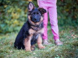 2 chiots Berger Allemand poil long LOF de mars 2026 en vente