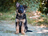2 chiots Berger Allemand poil long LOF de mars 2026 en vente