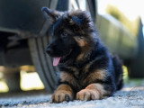 2 chiots Berger Allemand poil long LOF de mars 2026 en vente