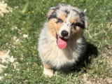Chiot Berger Australien mâle bleu merle à vendre non LOF né en avril 2026