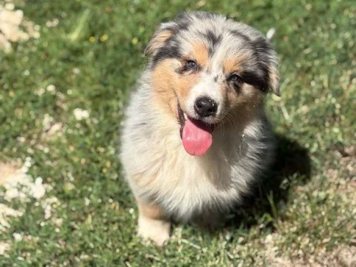 Chiot Berger Australien mâle bleu merle à vendre non LOF né en avril 2026