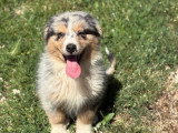 Chiot Berger Australien mâle bleu merle à vendre non LOF né en avril 2026