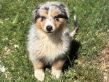 Chiot Berger Australien mâle bleu merle à vendre non LOF né en avril 2026