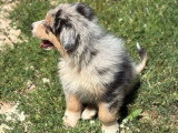 Chiot Berger Australien mâle bleu merle à vendre non LOF né en avril 2026