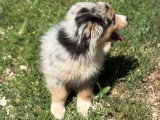 Chiot Berger Australien mâle bleu merle à vendre non LOF né en avril 2026