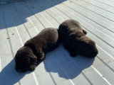 3 chiots Labrador chocolat non LOF nés en mai 2026 à réserver