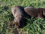 3 chiots Labrador chocolat non LOF nés en mai 2026 à réserver