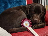 3 chiots Labrador chocolat non LOF nés en mai 2026 à réserver