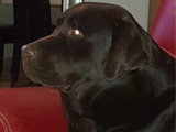 3 chiots Labrador chocolat non LOF nés en mai 2026 à réserver