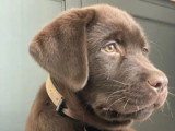 3 chiots Labrador chocolat non LOF nés en mai 2026 à réserver