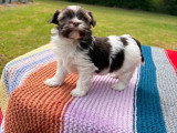 2 chiots Bichon Havanais 1 mâle 1 femelle de mars 2026 non LOF en vente