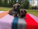 2 chiots Bichon Havanais 1 mâle 1 femelle de mars 2026 non LOF en vente