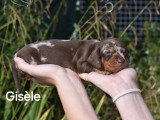 Femelle 3500e