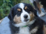Chiots Berger Américain Miniature à vendre (2 femelles & 3 mâles)