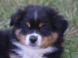 Chiots Berger Américain Miniature à vendre (2 femelles & 3 mâles)
