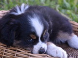 Chiots Berger Américain Miniature à vendre (2 femelles & 3 mâles)