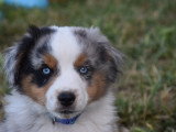 Chiots Berger Américain Miniature à vendre (2 femelles & 3 mâles)