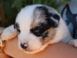 À vendre : 5 chiots Berger Américain Miniature LOF mai 2026