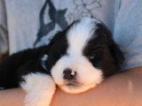 À vendre : 5 chiots Berger Américain Miniature LOF mai 2026
