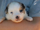 À vendre : 5 chiots Berger Américain Miniature LOF mai 2026
