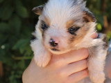 À vendre : 5 chiots Berger Américain Miniature LOF mai 2026