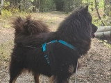 Eurasier femelle 4 ans inscrite au LOF à vendre