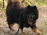 Eurasier femelle 4 ans inscrite au LOF à vendre