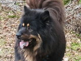 Eurasier femelle 4 ans inscrite au LOF à vendre