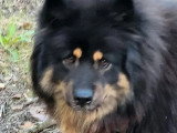 Eurasier femelle 4 ans inscrite au LOF à vendre