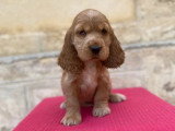 Portée de 3 Cocker Anglais à vendre non LOF d'avril 2026