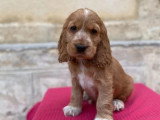 Portée de 3 Cocker Anglais à vendre non LOF d'avril 2026