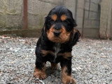 Portée de 3 Cocker Anglais à vendre non LOF d'avril 2026