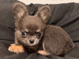 2 chiots Chihuahua femelles poil long à vendre non LOF mars 2026