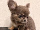 2 chiots Chihuahua femelles poil long à vendre non LOF mars 2026