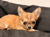 2 chiots Chihuahua femelles poil long à vendre non LOF mars 2026